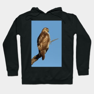 Red-tailed Hawk - juvenile Hoodie